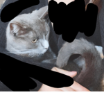 We love cats! Only for cats fan