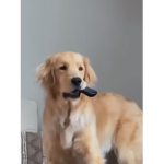 The puppy’s group/pls join