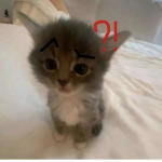 Kitty frog