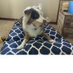 The Pup Revolution