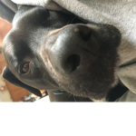 The Dogs that have people Group