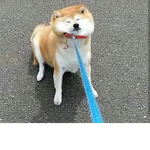 Doggo Hax