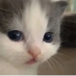 Meowgroupseu