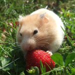 ¡¡Team Hamster!!