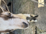 STRAIGHT-GOATINEM