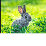 Bunnies are so cute