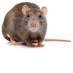 Rat killer survivial killer yes