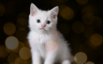 -*Kittens*-