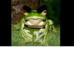 Frogs are mad and want to kill humans!