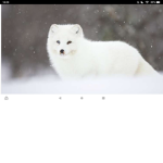 The Official Winter Fox Group