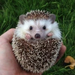 LOVELY CUTE ANIMALS Group Thumbnail