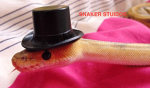 Snaker studios