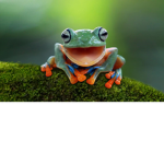 FrogHeadquarters