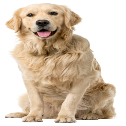 Sunkist the Dog Roblox decal