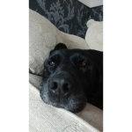 Alfie Doggie gang