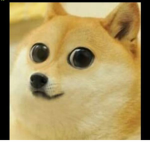 DoggyDoge Official Group!