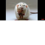 Rats unitned
