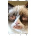 human cat group