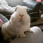 bunsagi