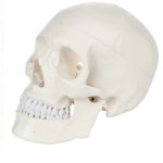 THE CULT OF SKULLS