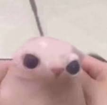 HAMSTER.