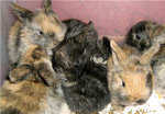The Rabbit lovers