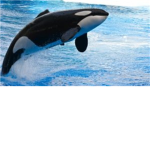 Whale Makers Elite