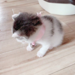 i luv cat