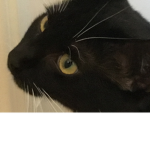 DA SAVAGE CATS