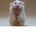 become a rat ;)