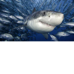 shark talk