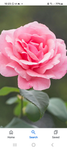 ~Blossomss!~