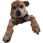 The snow dogs offical
