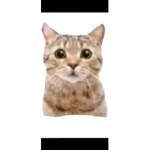 !Cats are legendary!