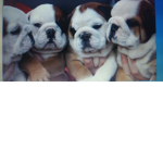 The Bulldog Barkers
