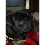 Pugs are fun and cool