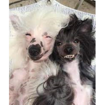 the toto and lulu group