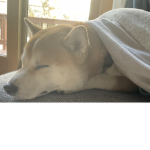 My dog Kobe is best AHA!!!