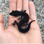 goth geckos