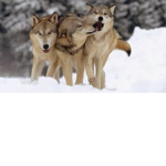 Wolfer's