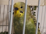 Budgiergar