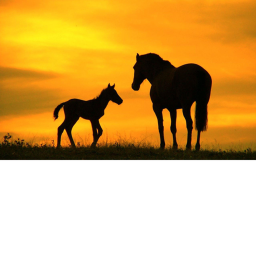 Golden stable
