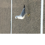 Bird Is AWSOME