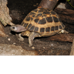 turtle web