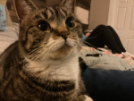 Cats are mini and CUTE