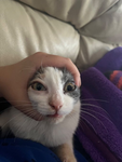 SQUIDDOLL