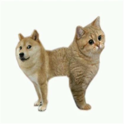 Cat Doge Roblox decal