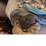 Pitbull love (Raise awareness for theses angles)