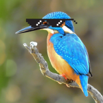 kool kingfishers