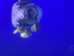 Puffer_fish good